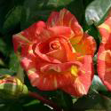 117_caribia_2_125.jpg