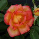 117_caribia_3_125.jpg