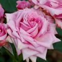 Florajet