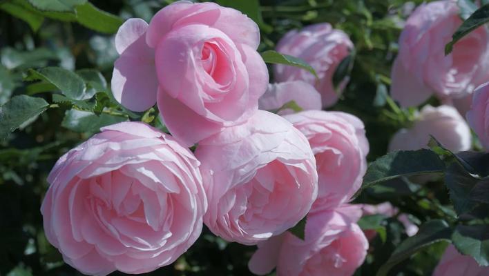 1187_hans_gonewein_rose_1_708.jpg