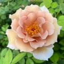 Julia's Rose