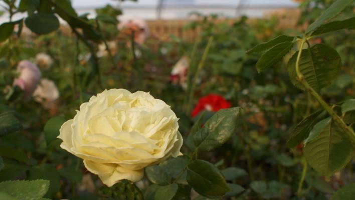 1191_lemon_rokoko_1_708.jpg