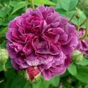 Rosier Eveque