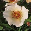Seasons peach nature