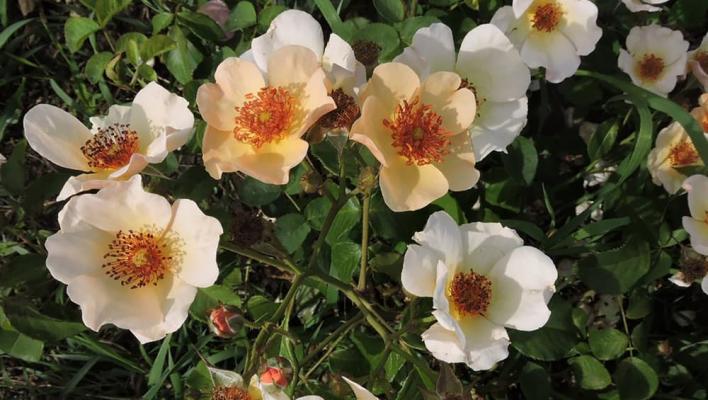1201_seasons_peach_nature_1_708.jpg