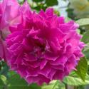 Sheherazade