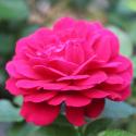 Kordes' Rose Bordeaux