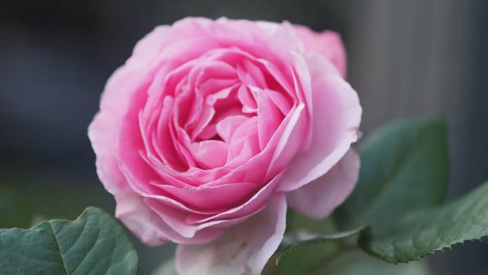 1239_ghita_renaissance_1_708.jpg