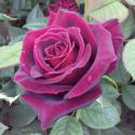 BLACK BACCARA