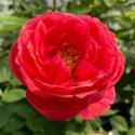 Gartenprinzessin Marie-Jose