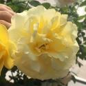 Top Rose