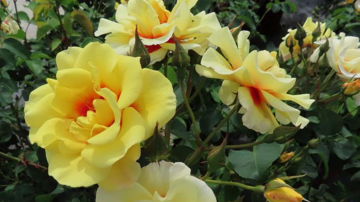1244_the_bees_knees_1_708.jpg