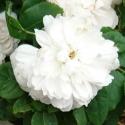 1246_white_jacques_cartier_1_125.jpg
