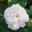 White Jacques Cartier