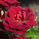 Katie's Rose