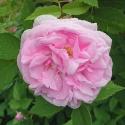 1248_madame_louis_leveque_2_125.jpg