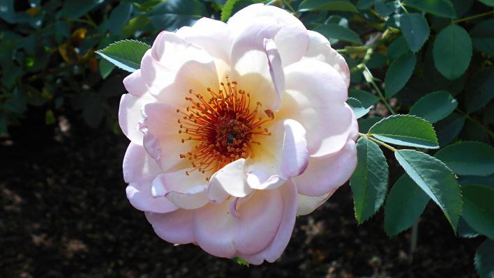 1249_fruhlingsduft_1_708.jpg