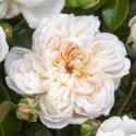 Ariadne