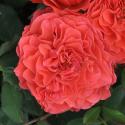 Eclat de Corail
