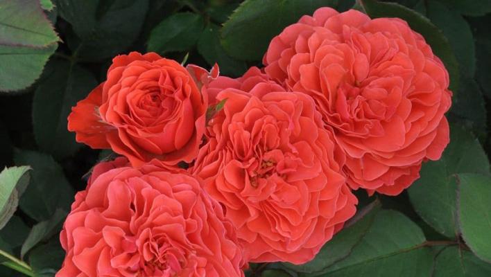 1271_eclat_de_corail_1_708.jpg