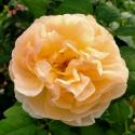 Floriana