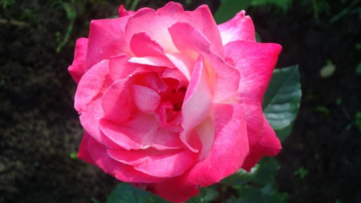 1285_rose_gaujard_1_708.jpg