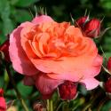 Jardin du Brule