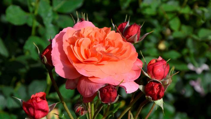 1293_jardin_du_brule_1_708.jpg