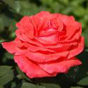 129_super_star_2_125.jpg