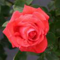 129_super_star_3_125.jpg