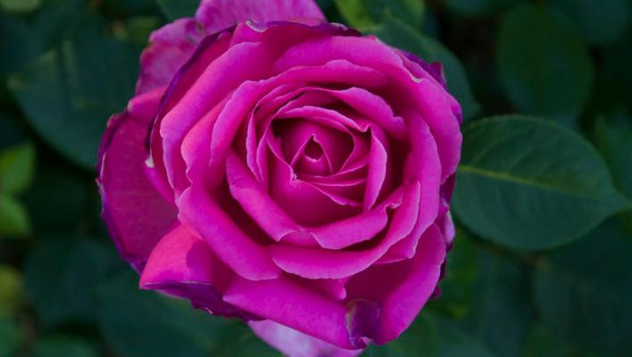 1302_lady_like_1_708.jpg