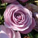 1309_nautica_3_125.jpg