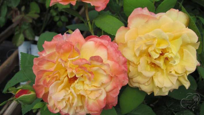130_aquarell_1_708.jpg