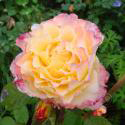 130_aquarell_3_125.jpg