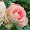 Princesse de Monaco