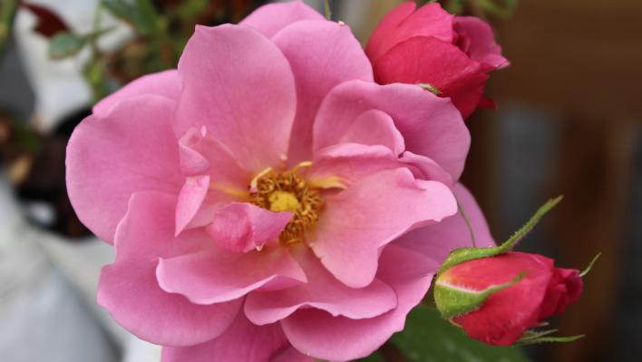 1349_aoi__1_708.jpg