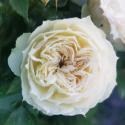 Blanchette