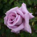 Blue Ribbon