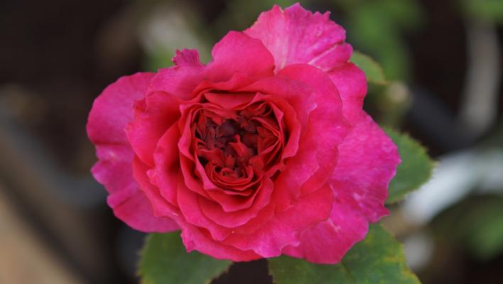 1358_velvety_twilight_1_708.jpg