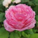 Miyako Rose