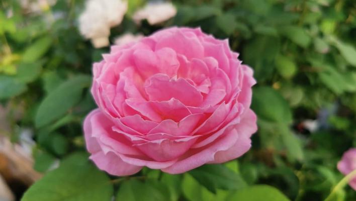 1375_miyako_rose_1_708.jpg
