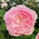 1375_miyako_rose_2_125.jpg