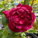 Autumn Rouge