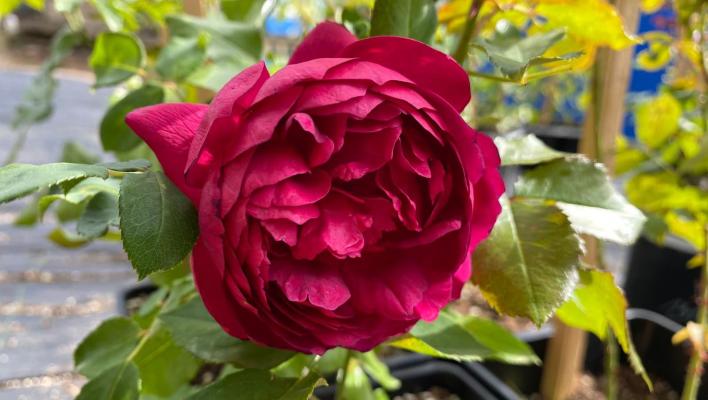 1378_autumn_rouge_1_708.jpg