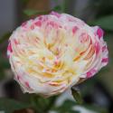 Party Ranunculus