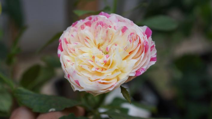1380_party_ranunculus_1_708.jpg