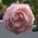 Madame Pierre Oger