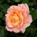 ROSEMARY HARKNESS