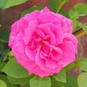 Zephirine Drouhin