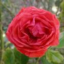 Muscosa Rubra